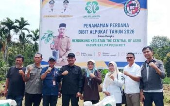 Bupati Limapuluh Kota, Safni bersama berbagai elemen masyarakat saat penanaman perdana 400 batang bibit alpukat jenis Miki di areal lahan seluas lebih kurang 2 Ha di Jorong Simpang Tigo, Nagari Sariak Laweh, Kecamatan Akabiluru