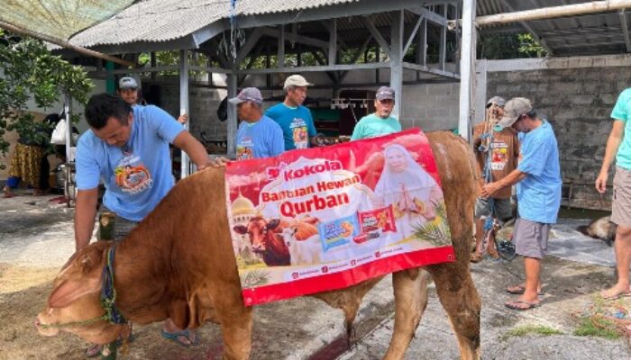 Kokola Group bersama Mamah Dedeh Salurkan Kurban Sapi Limosin di Ciamis
