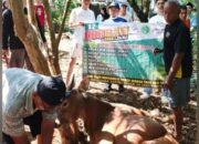 Jam’iyah Singapore bersama BKPRMI DKI Jakarta Salurkan Hewan Kurban untuk Warga Dhuafa