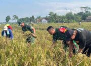 Satgas TMMD ke-123 Panen Raya Bersama Petani di Desa Krangean, Dari Bulir Padi Menguatkan Ketahanan Pangan