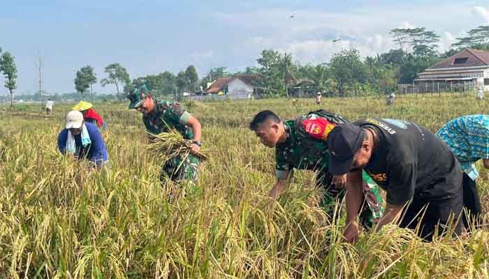 Petani Panen Raya Bersama Satgas TMMD ke-123 di Desa Krangean