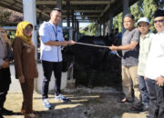 Pemkab Dharmasraya Salurkan Hewan Kurban 24 Sapi dan 2 Kambing kepada Masyarakat