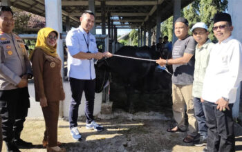 Pemkab Dharmasraya Salurkan Hewan Kurban 24 Sapi dan 2 Kambing kepada Masyarakat di Komplek Pasar Ternak Gunung Medan, Nagari Gunung Medan, Kecamatan Sitiung