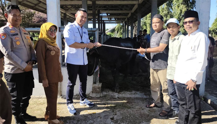 Pemkab Dharmasraya Salurkan Hewan Kurban 24 Sapi dan 2 Kambing kepada Masyarakat 1 Pemkab Dharmasraya Salurkan Hewan Kurban 24 Sapi dan 2 Kambing kepada Masyarakat di Komplek Pasar Ternak Gunung Medan, Nagari Gunung Medan, Kecamatan Sitiung