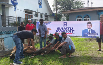 Sapi Kurban dari Anggota DPR Arisal Aziz Disembelih di Sekretariat DPD PAN Tanjung Pati 3 Ketua DPD PAN Limapuluh Kota saksikan penyembelihan hewan kurban dari H. Arisal Aziz