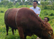 Sapi Simental 882 Kilogram Bantuan Kurban Presiden Prabowo untuk Solok Selatan