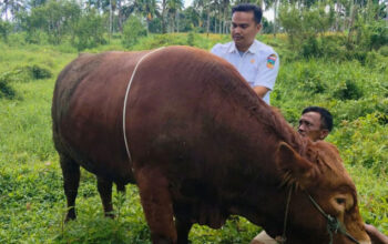 Sapi Simental 882 Kilogram Bantuan Kurban Presiden Prabowo untuk Solok Selatan