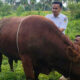 Sapi Simental 882 Kilogram Bantuan Kurban Presiden Prabowo untuk Solok Selatan