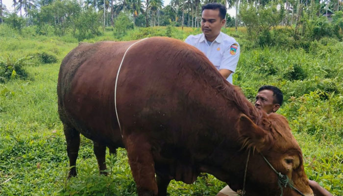 Sapi Simental 882 Kilogram Bantuan Kurban Presiden Prabowo untuk Solok Selatan