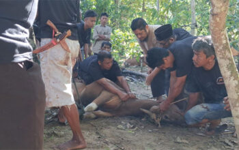 Keunikan Pelaksanaan Kurban di Surau Palo Silungkang Tigo Kota Sawahlunto pada Idul Adha 1447 H 7 Pelaksanaan Kurban di Surau Palo Silungkang Tigo Kota Sawahlunto