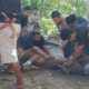 Keunikan Pelaksanaan Kurban di Surau Palo Silungkang Tigo Kota Sawahlunto pada Idul Adha 1447 H