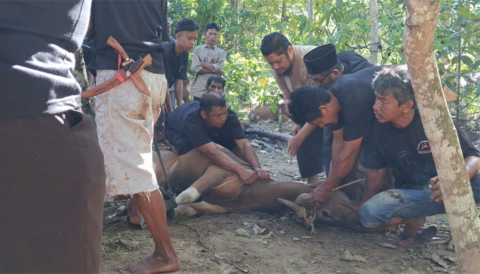 Pelaksanaan Kurban di Surau Palo Silungkang Tigo Kota Sawahlunto