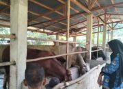 Waspadai Penyakit Hewan Menular Ini Jelang Hari Raya Kurban, Apa Aja?