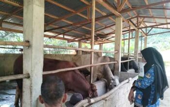 Waspadai Penyakit Hewan Menular Ini Jelang Hari Raya Kurban