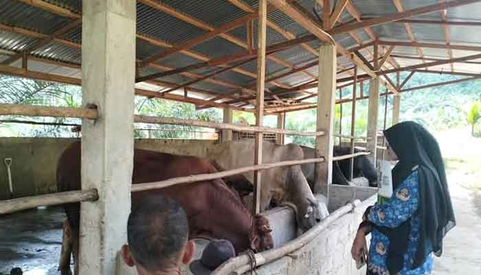 Waspadai Penyakit Hewan Menular Ini Jelang Hari Raya Kurban