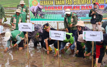 Perkuat Swasembada Pangan, Pemko Payakumbuh Dukung Gerakan Tanam Padi Serempak 50 Ribu Hektare 8 Pemko Payakumbuh Dukung Gerakan Tanam Padi Serempak 50 Ribu Hektare