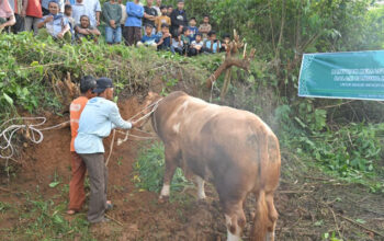 Gubernur Sumbar Hadiri Penyembelihan Sapi Kurban Bantuan Wapres Seberat 1 Ton di Limapuluh Kota 3 Gubernur Sumbar Hadiri Penyembelihan Sapi Kurban Bantuan Wapres Seberat 1 Ton di Limapuluh Kota