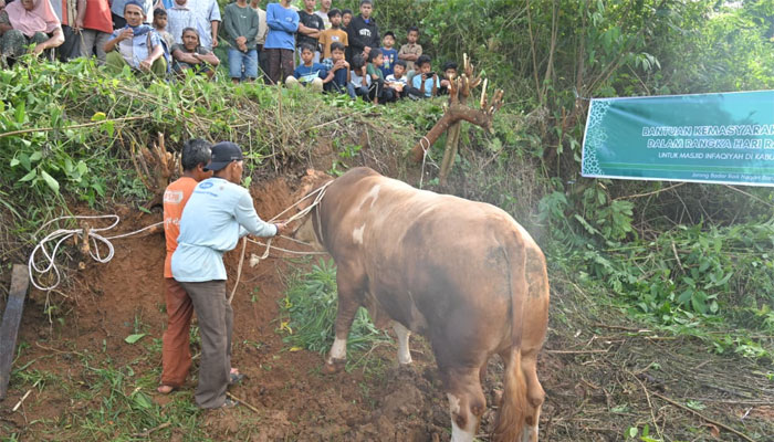 Gubernur Sumbar Hadiri Penyembelihan Sapi Kurban Bantuan Wapres Seberat 1 Ton di Limapuluh Kota 1 Gubernur Sumbar Hadiri Penyembelihan Sapi Kurban Bantuan Wapres Seberat 1 Ton di Limapuluh Kota
