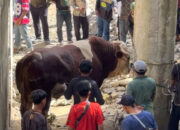 Sapi Kurban Raksasa dari Wagub Sumbar Jadi Tontonan Warga Muaro Sungai Lolo Pasaman 10 Sapi Kurban Raksasa dari Wagub Sumbar Jadi Tontonan Warga Muaro Sungai Lolo Pasaman