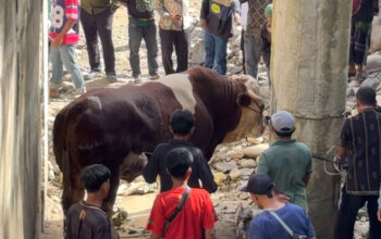 Sapi Kurban Raksasa dari Wagub Sumbar Jadi Tontonan Warga Muaro Sungai Lolo Pasaman 3 Sapi Kurban Raksasa dari Wagub Sumbar Jadi Tontonan Warga Muaro Sungai Lolo Pasaman