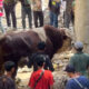 Sapi Kurban Raksasa dari Wagub Sumbar Jadi Tontonan Warga Muaro Sungai Lolo Pasaman