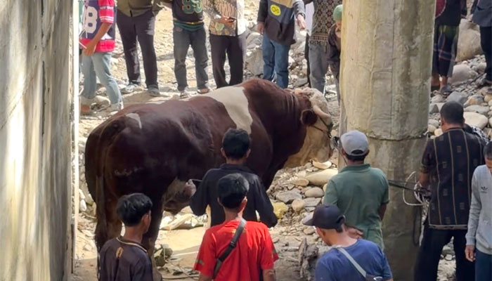 Sapi Kurban Raksasa dari Wagub Sumbar Jadi Tontonan Warga Muaro Sungai Lolo Pasaman 1 Sapi Kurban Raksasa dari Wagub Sumbar Jadi Tontonan Warga Muaro Sungai Lolo Pasaman