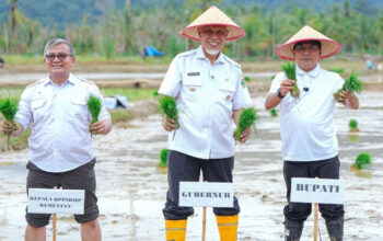 Gubernur Sumbar, Mahyeldi ikuti tanam padi serentak di Korong Tanah Taban, Nagari Pasie Laweh Lubuk Alung, Kecamatan Lubuk Alung, Kabupaten Padang Pariaman