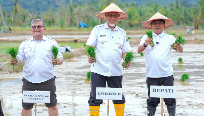 Gubernur Sumbar, Mahyeldi ikuti tanam padi serentak di Korong Tanah Taban, Nagari Pasie Laweh Lubuk Alung, Kecamatan Lubuk Alung, Kabupaten Padang Pariaman