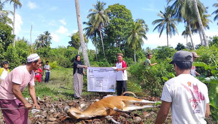 Pemprov Sumbar Pastikan Tebar Qurban di Mentawai Tepat Sasaran 1 Tebar Qurban Pemprov Sumbar di Kepulauan Mentawai