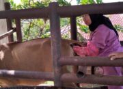 Jelang Idul Adha 1447 H, Pemko Sawahlunto Turunkan Tim Pemeriksa Kesehatan Hewan Kurban ke 4 Kecamatan
