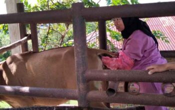 Tim Pemeriksa Kesehatan Hewan Kurban Dinas Ketahanan Pangan Pertanian dan Perikanan Kota Sawahlunto