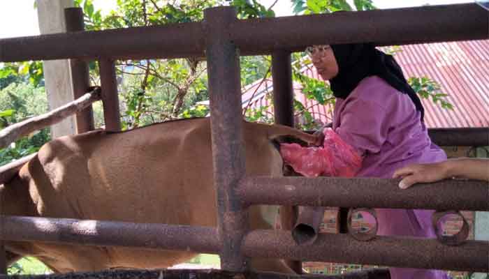 Jelang Idul Adha 1447 H, Pemko Sawahlunto Turunkan Tim Pemeriksa Kesehatan Hewan Kurban ke 4 Kecamatan 1 Tim Pemeriksa Kesehatan Hewan Kurban Dinas Ketahanan Pangan Pertanian dan Perikanan Kota Sawahlunto