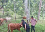 Puskeswan Kota Sawahlunto Realisasikan Pemberian 630 Dosis Vaksin Penyakit Mulut dan Kuku
