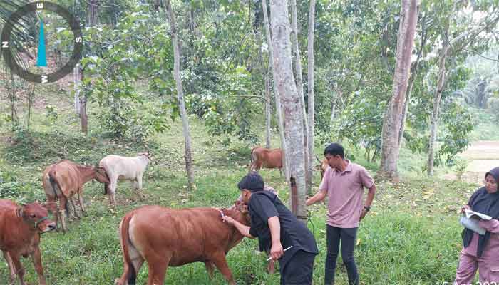 Petugas UPTD Puskeswan Kota Sawahlunto sedang melakukan vaksinasi Penyakit Mulut dan Kuku pada hewan ternak