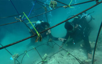 Hari Lingkungan Hidup Sedunia 2026, Pertamina Patra Niaga IT Teluk Kabung Transplantasi Terumbu Karang di Pulau Pasumpahan 5 Pertamina Patra Niaga IT Teluk Kabung Transplantasi Terumbu Karang di Pulau Pasumpahan