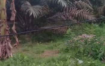 Kabel Listrik Menjuntai di Dusun Baru, Nagari Ampalu, Kecamatan Koto Salak, Kabupaten Dharmasraya