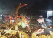 BPBD Payakumbuh Gercep Evakuasi Pohon Tumbang di Tiga Lokasi