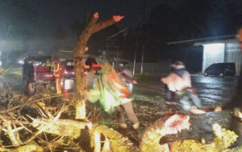 Petugas BPBD Kota Payakumbuh sedang evakuasi pohon tumbang