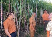 Kementan Lakukan Audit Program Bongkar Ratoon 2025 di Tulungagung, Pastikan Benih Tebu Bersertifikat dan Tepat Sasaran