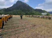 Dansatgas TMMD/N ke-129 Tanam Jagung Bersama Warga Buluh Kasok