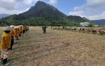 Dansatgas TMMD/N ke-129 Tanam Jagung Bersama Warga Buluh Kasok 6 Dansatgas TMMD/N ke-129 Tanam Jagung Bersama Warga Buluh Kasok