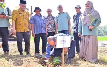 Pemko Payakumbuh Tanam 3.000 Bibit Pisang Barangan untuk Perkuat Pasokan Buah Lokal Program MBG 3 Pemko Payakumbuh Tanam 3.000 Bibit Pisang Barangan