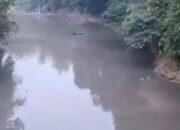 Air Batang Siat Menghitam: Warga Resah, Limbah PT DSL Diduga Kembali Cemari Sungai