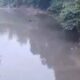 Air Batang Siat di Nagari Koto Salak, Kecamatan Koto Salak, Kabupaten Dharmasraya, menghitam
