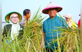 Wah! Munjirin Panen Padi di Cakung, Urban Farming Bali Lestari Hasilkan 10 Ton Gabah 3 GridArt 20260807 0220014071