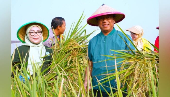 Wah! Munjirin Panen Padi di Cakung, Urban Farming Bali Lestari Hasilkan 10 Ton Gabah