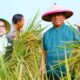 Wah! Munjirin Panen Padi di Cakung, Urban Farming Bali Lestari Hasilkan 10 Ton Gabah