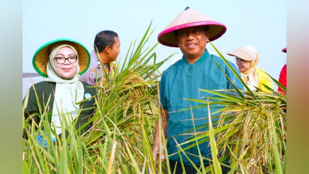 Wah! Munjirin Panen Padi di Cakung, Urban Farming Bali Lestari Hasilkan 10 Ton Gabah 1 GridArt 20260807 0220014071