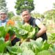 Munjirin Pimpin Panen Serentak di 191 Titik, Urban Farming Jaktim Hasilkan 1,1 Ton Jagung dan Sayuran