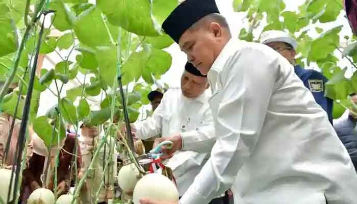 Pertanian Modern Agam: Screenhouse Cabai dan Melon Dorong Produktivitas dan Minat Generasi Muda 3 Bupati Agam, Benni Warlis bersama Gubernur Sumbar, Mahyeldi panen melon di screenhouse Kelompok Tani Karya Tani, berlokasi di Muaro Batu Galeh, Jorong IV Surabayo, Kecamatan Lubuk Basung
